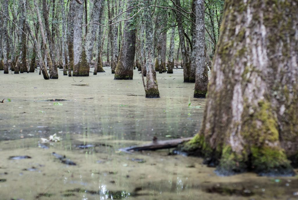 nimble_asset_07022006-07022006-DSC_0512