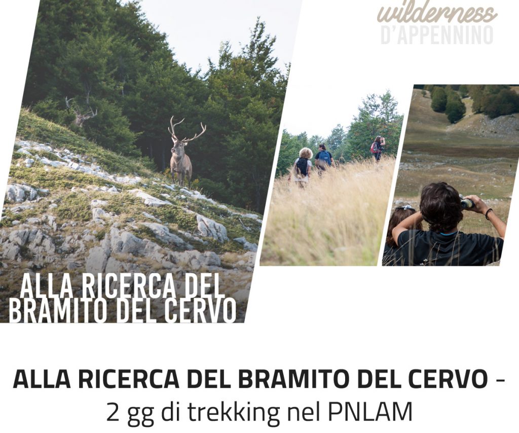 bramito del cervo nel Parco Nazionale d'Abruzzo, Lazio e Molise