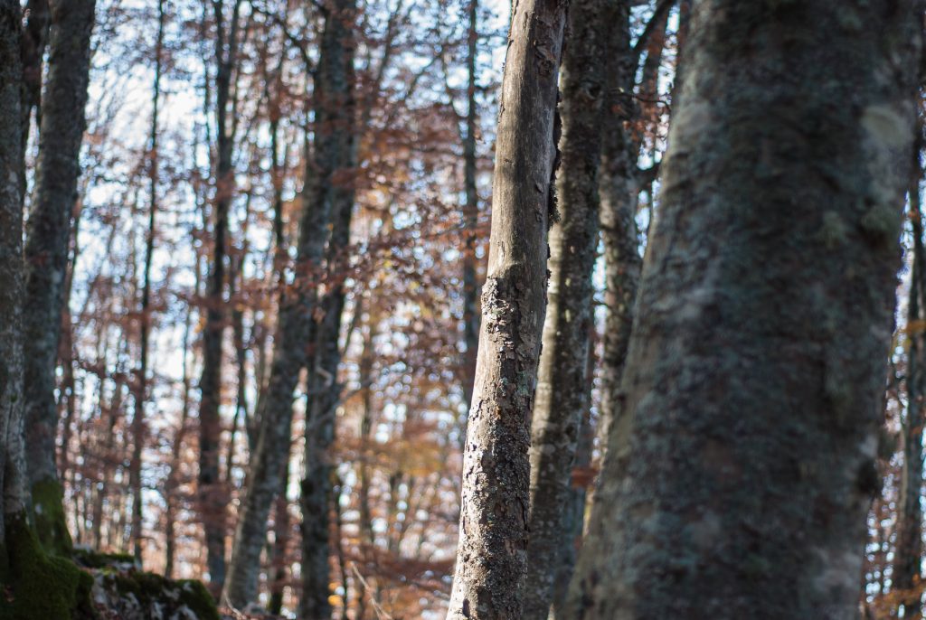 nimble_asset_DSC_0261