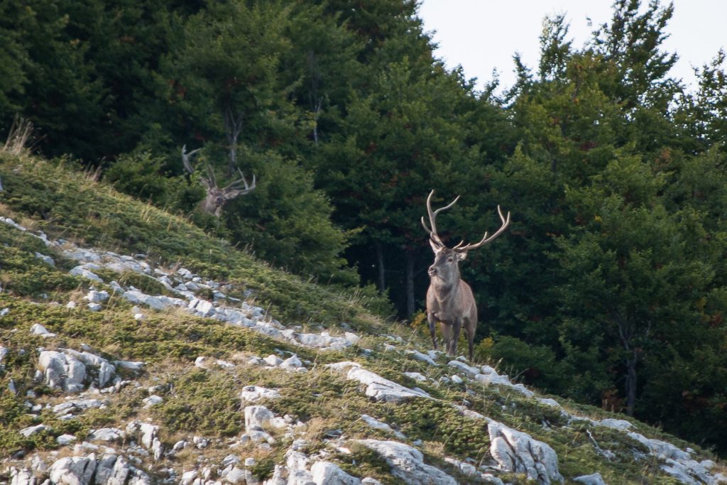 trekking del bramito nel Parco NAzionale d'Abruzzo, Lazio e Molise