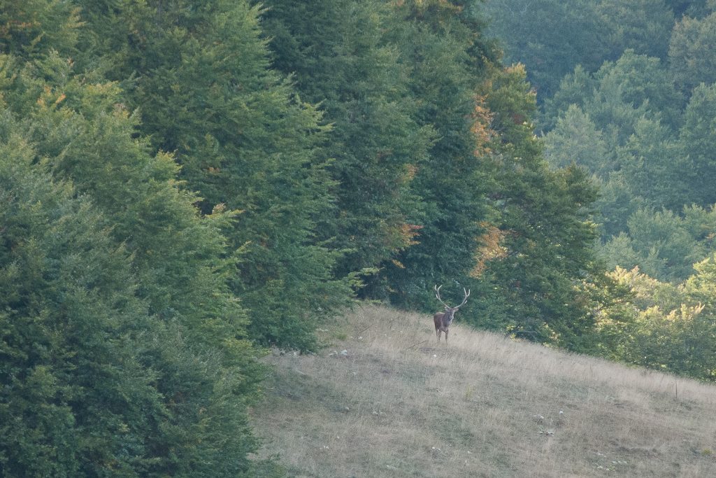 trekking del bramito nel Parco NAzionale d'Abruzzo, Lazio e Molise